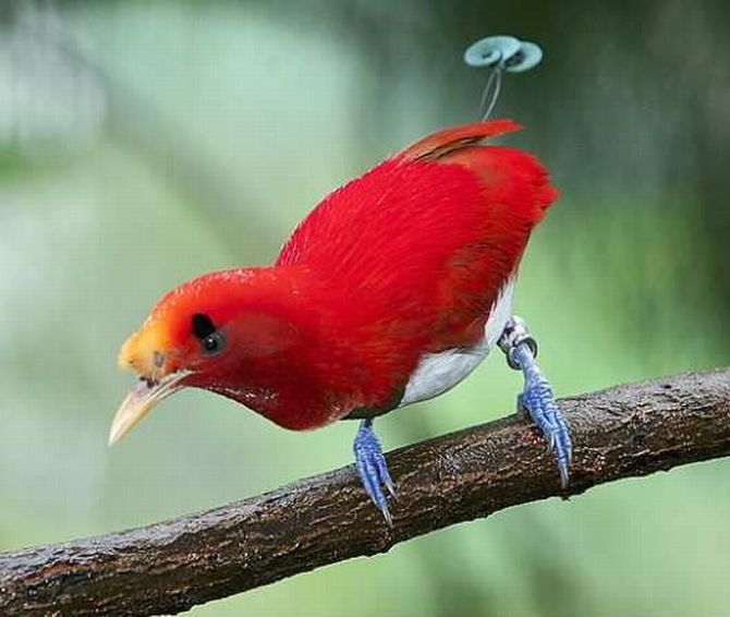  ,     , Paradisaeidae, Bird of Paradis