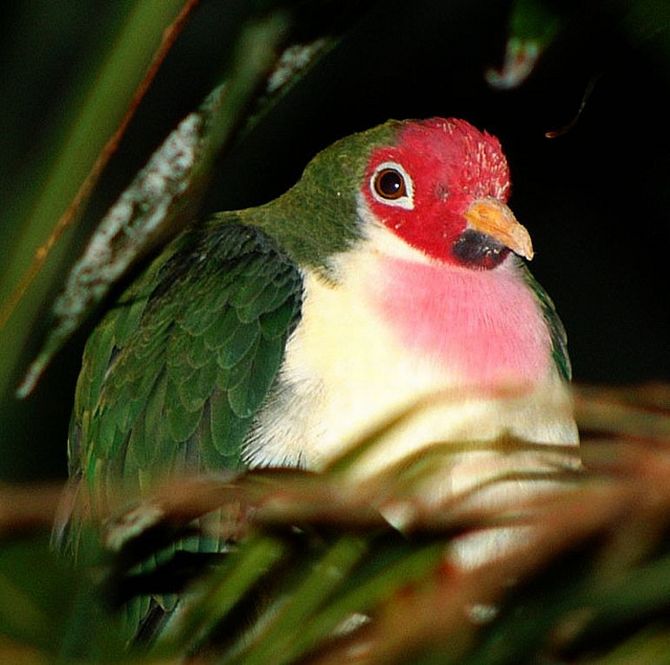  ,     , Paradisaeidae, Bird of Paradis