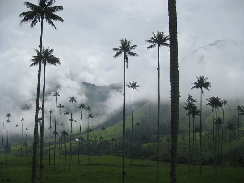 Долина самых высоких пальм - «Долина Кокора» (Valle de Cocora), Колумбия