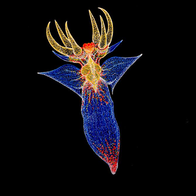 орской ангел (Clione limacina), вид брюхоногих моллюсков из отряда Голотелых