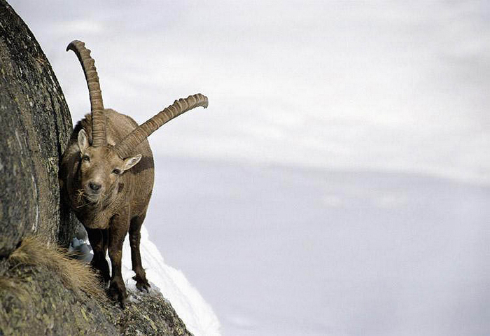 Тибетский козел, 5 (пять) букв - Кроссворды и сканворды