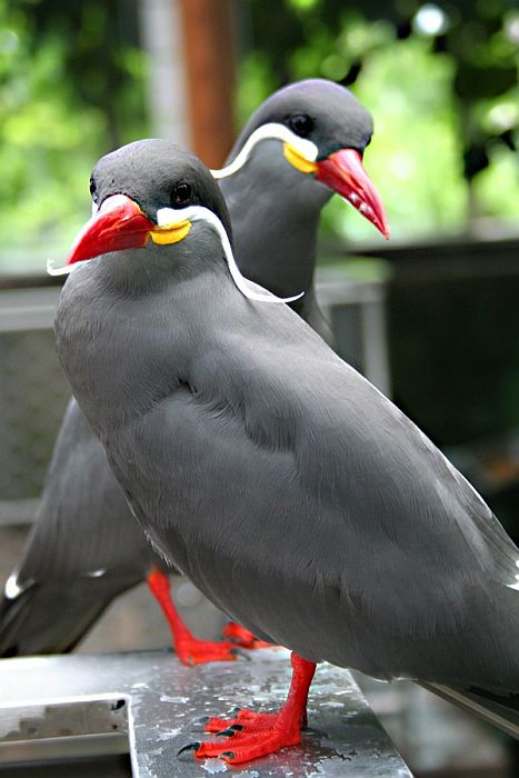 Крачка-инка, усатая птица Южной Америки
