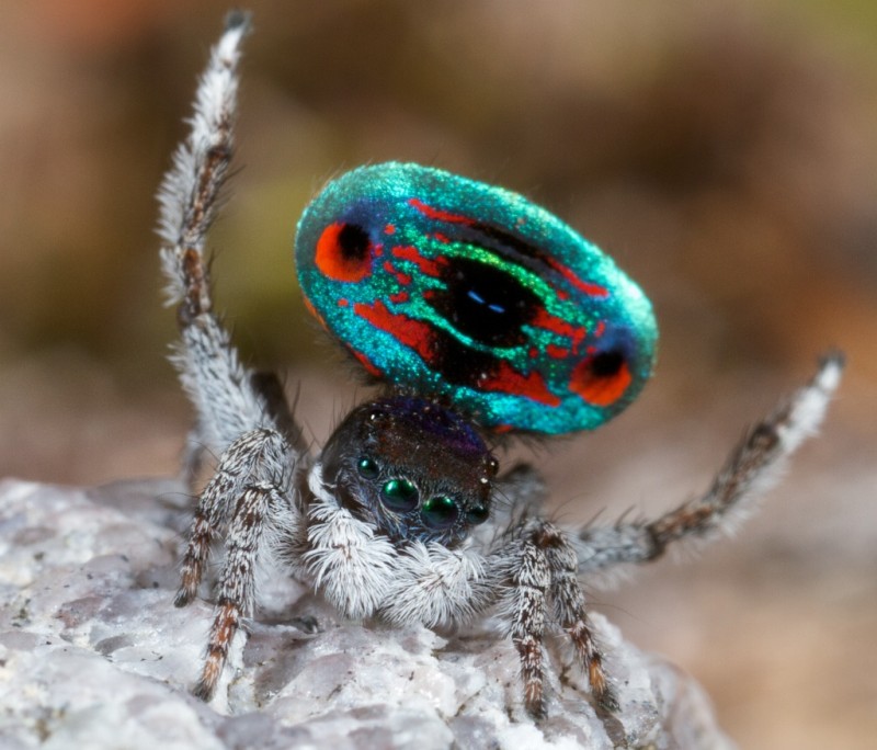 Паук-павлин (Maratus volans), самый красивый паук в мире, павлиний паук, Австралия
