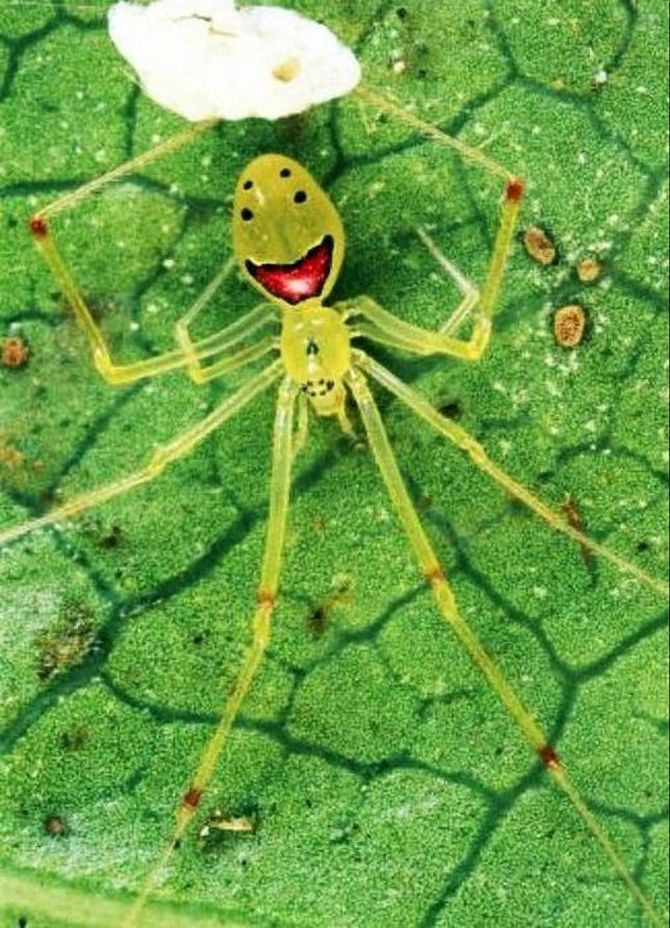 Улыбающийся паук (лат. Theridion grallator, англ. Happy face spider), паук с человеческим лицом, 