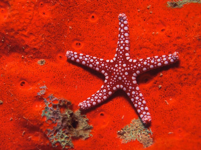 морские звёзды (Asteroidea), класс беспозвоночных, тип иглокожих