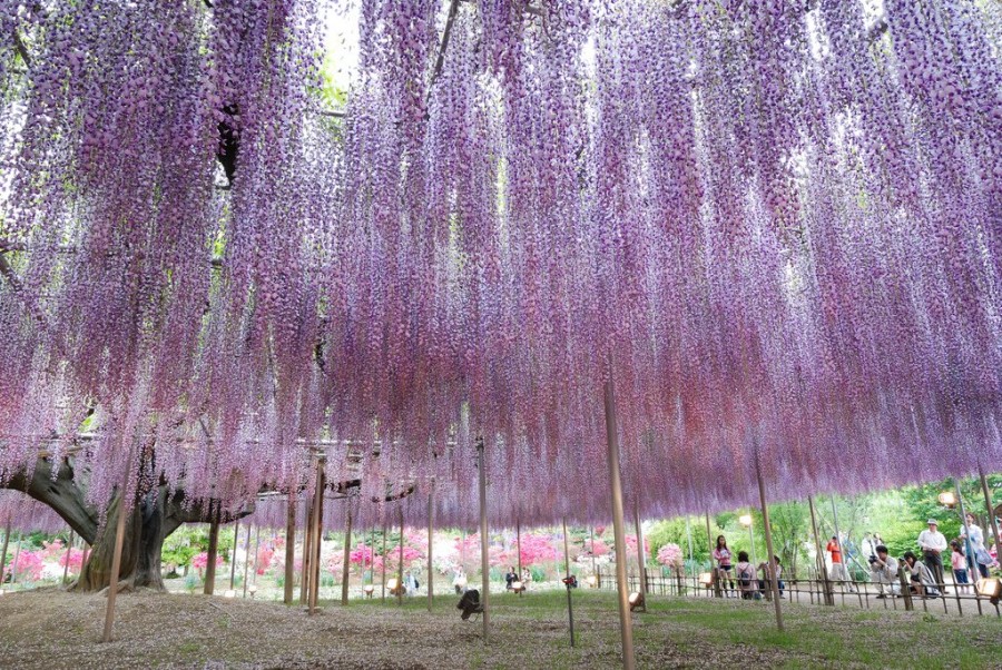 Парк цветов Асикага (Ashikaga Flower Park)о.Хонсю, Япония