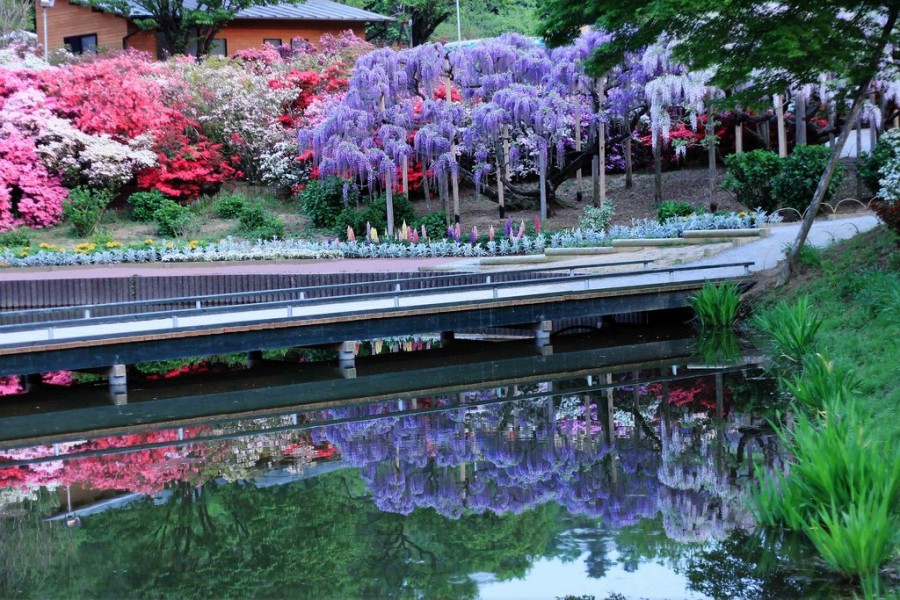Парк цветов Асикага (Ashikaga Flower Park)о.Хонсю, Япония