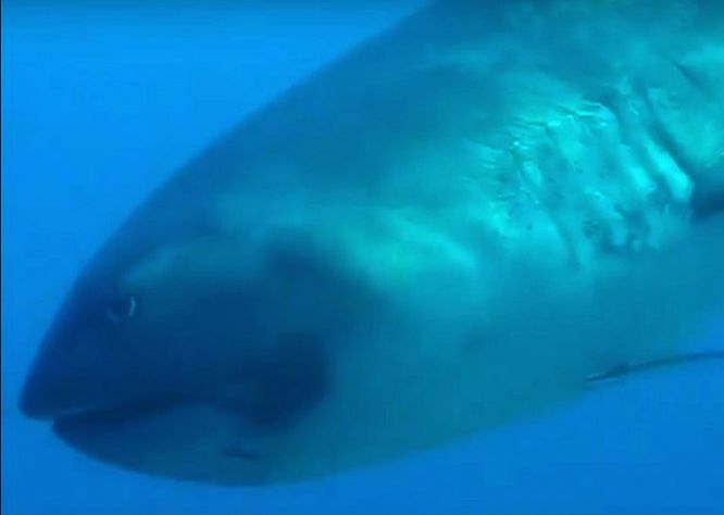 В Индонезии туристка случайно сняла на видео акулу редчайшего вида